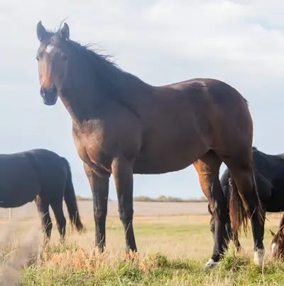 KANTI DEE . June 21, 2022 mare . AQHA #x0754645 Performance of 2x Champion of Champions, Western Doc...