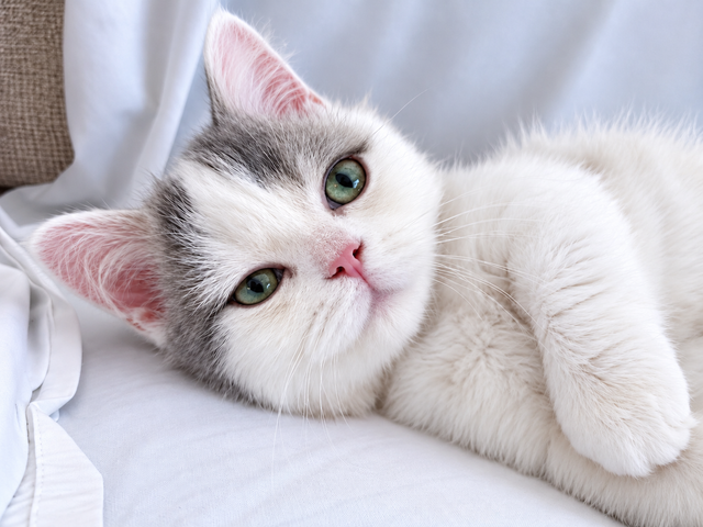 Napoleon Female kitten for sale in Cats & Kittens for Rehoming in Richmond - Image 5