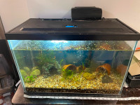 20 gallon fish tank with fish