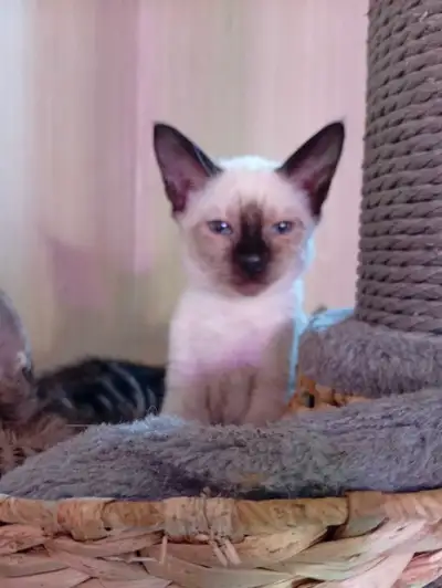 Siamese girl kitten ready for new home now ♥️, View more