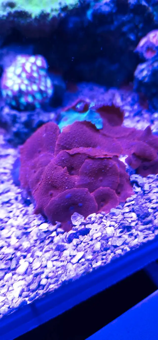 reef coral in Other in Markham / York Region - Image 5