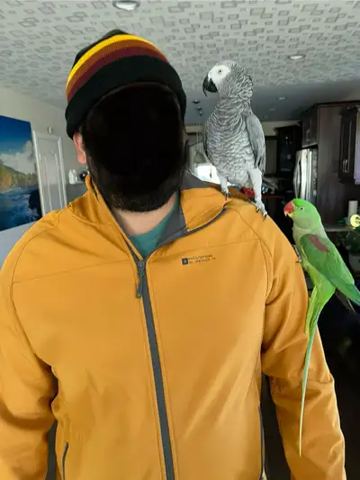 Young African Grey Parrot for Rehoming, View more