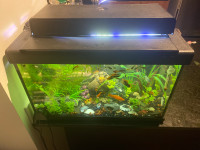 10g fish tank