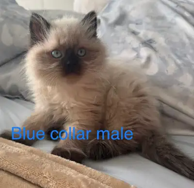 “1 boy left” PUREBRED DOLLFACE HIMALAYAN KITTENS, View more
