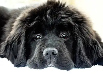 Newfoundland puppies READY TO GO  from XL parents, View more