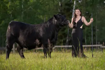 4-H Beef - Black Angus Steer for Auction, View more