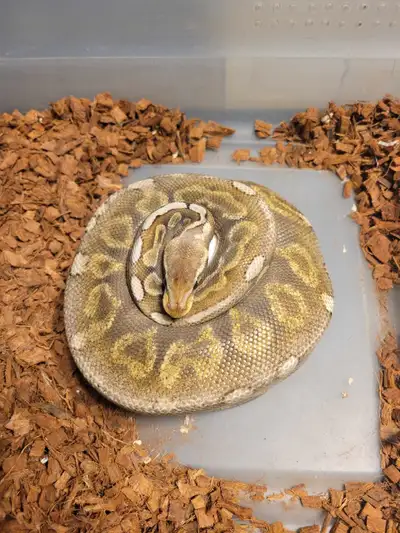 pb pewter ghi het hypo, View more
