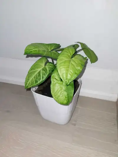 Arrowhead Plant, View more