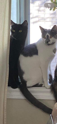 2 chats mâle de 3 ans à donner le noir et le gris et blanc