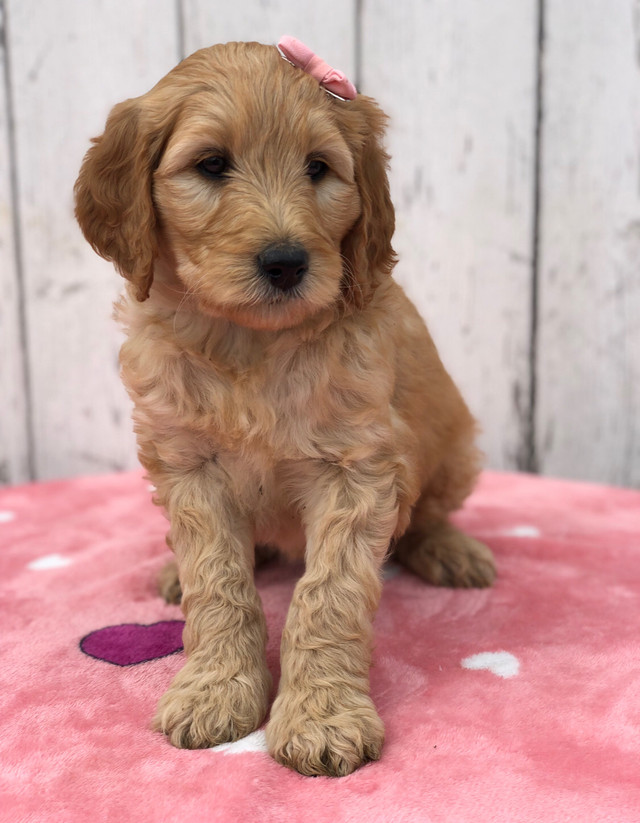 F1B Goldendoodle  in Dogs & Puppies for Rehoming in Edmonton - Image 3