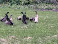 Runner ducks