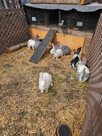 8 week old rex/nz rabbits for sale. 