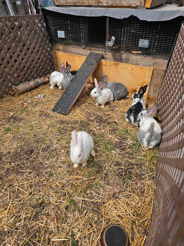 8 week old rex/nz rabbits for sale.  in Small Animals for Rehoming in Calgary