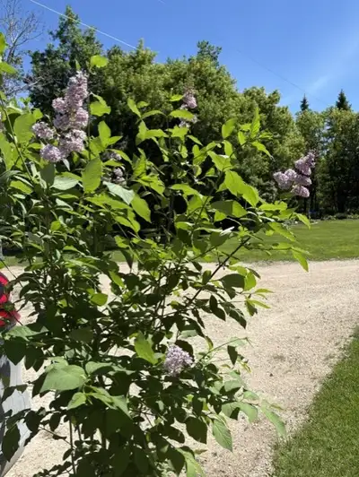 Large Potted Lilacs, View more