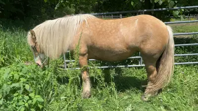Gypsy Vanner Mare, View more
