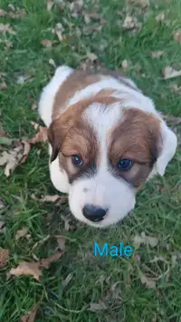 Great Pyrenees/St. Bernard x Border Collie pups for sale