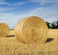 STRAW FORSALE LARGE ROUNDS 
