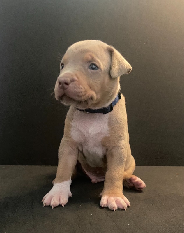 XL American Bully Puppies Dogs & Puppies for Rehoming Hamilton Kijiji