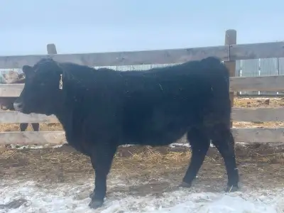 2 Registered Yearling Black Angus  Bulls, View more
