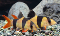 Promotion poisson Clown Loach pour aquarium eau douce
