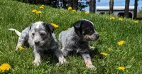 Purebred Blue Heeler Puppies! (Australian Cattle puppies)