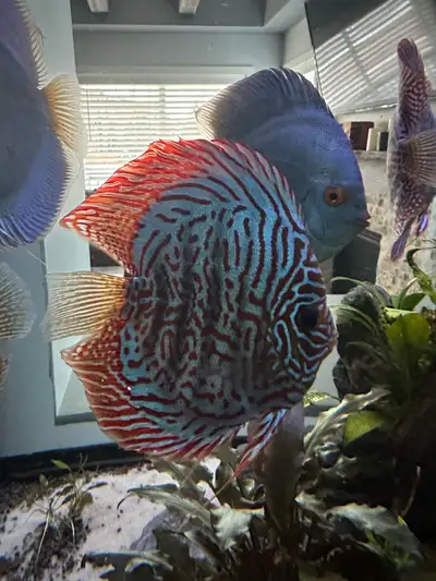 6" adult super healthy Red Tiger Turquoise Discus and Panther Turquoise Discus available, along with...