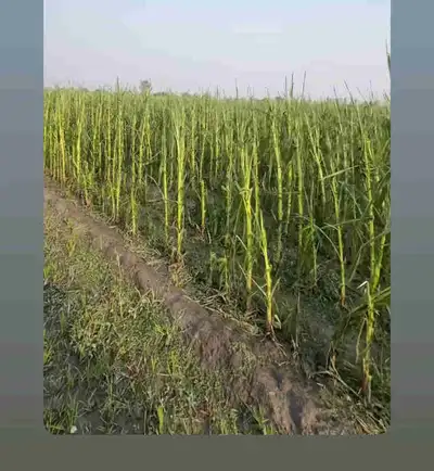 Looking for farm job , View more