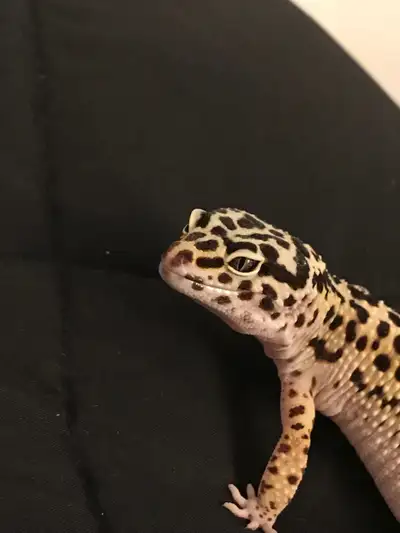 leopard gecko, View more