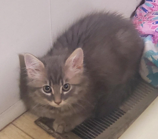 Longhaired Female Kitten in Cats & Kittens for Rehoming in Abbotsford - Image 3