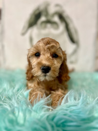 Cockapoo Puppies {PRICES ARE NEGOTIABLE}