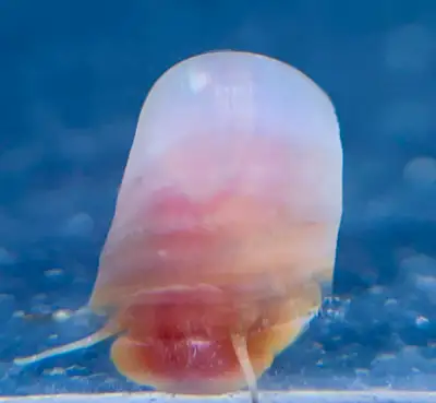 Aquarium Snails: Functional and Beautiful (Many Types), View more