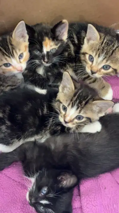 8 week old kittens, View more