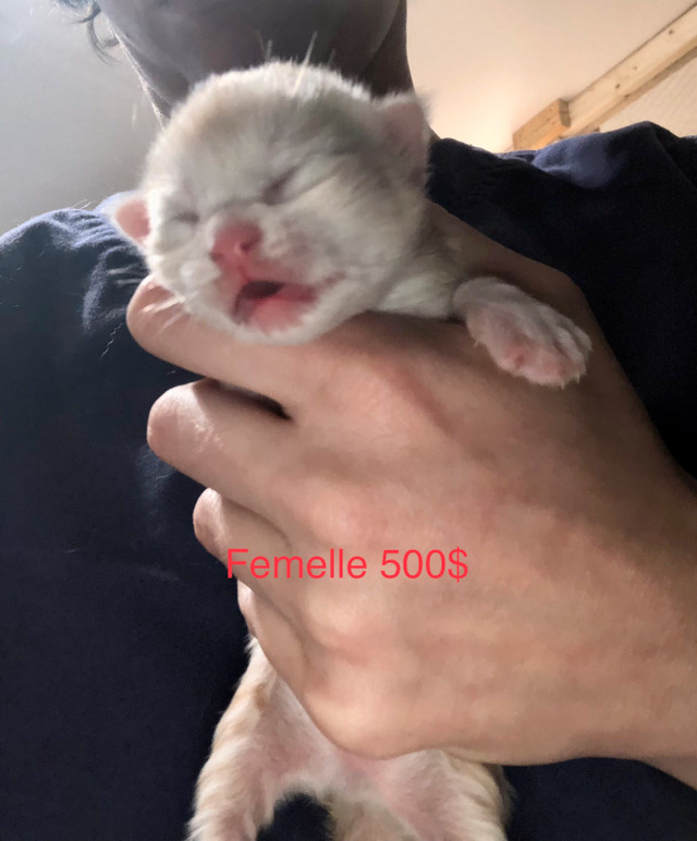 Beaux petits chatons Maine Coon croisés Highland Lynx à vendre! dans Chats et chatons à adopter  à Lanaudière - Image 2