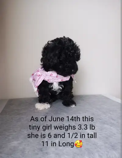 Sweetest toy poodle looking for her forever family she is the last pup and is adorable with her shor...