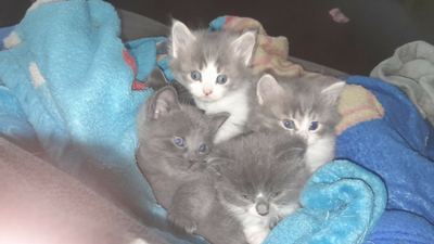 Kittens for sale :) 150 each very loving, View more