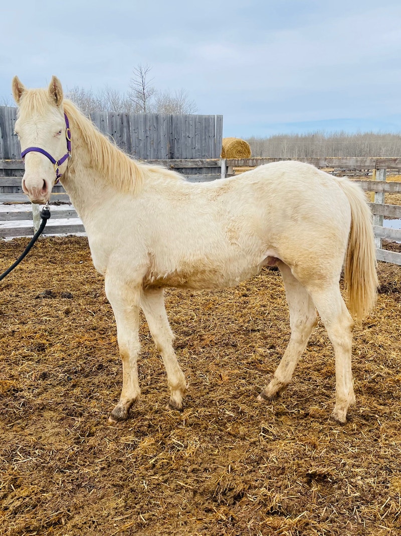 AQHA stud colts Horses & Ponies for Rehoming Edmonton Kijiji