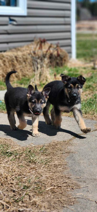 German Shepherd  Pups