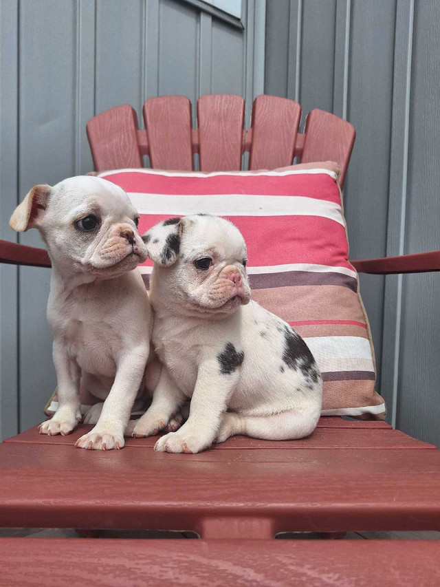 Pug×bulldog in Dogs & Puppies for Rehoming in Stratford