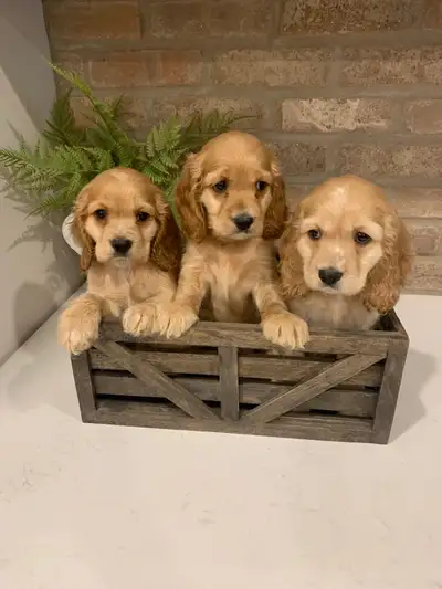 Adorable Cocker Spaniel Puppies, View more