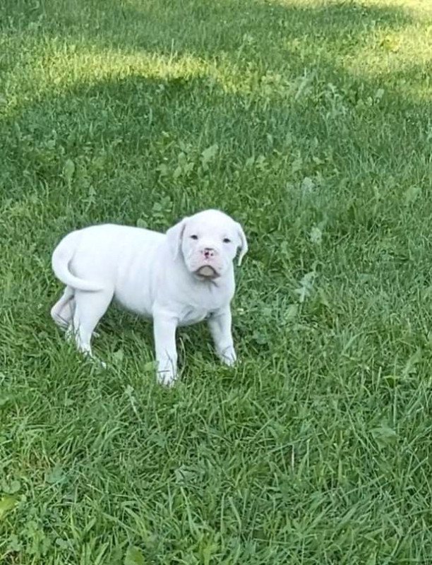 old english bulldog Chiens et chiots à adopter Granby Kijiji