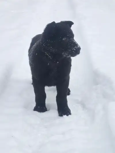 Black German Shepard puppies, View more