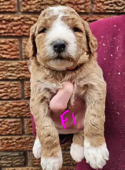 Adorable F1b Goldendoodle Pups $1250 plus tax, Med size, should mature 30 to 55 pounds Ready end of...