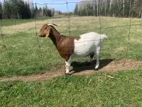Boer Goat - female