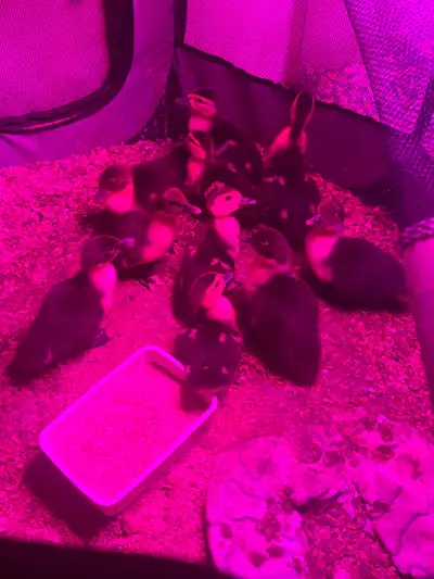 Muscovy ducklings, View more