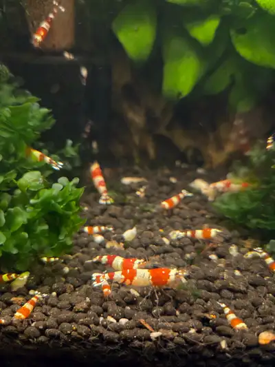 Shrimps / Crevettes Red Crystal, View more