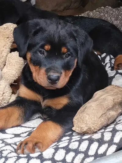 Magnifique chiots Rottweiller pure race , View more