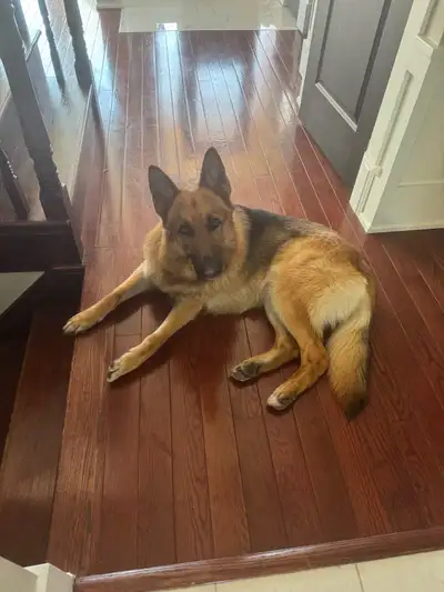 Need to re home our almost 3 year old male German Shepherd. He is very friendly and great with kids....