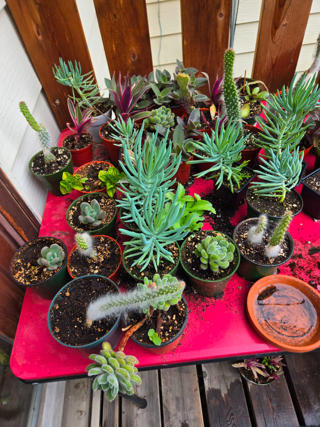 Fundraising sale in Plants, Fertilizer & Soil in Calgary - Image 2