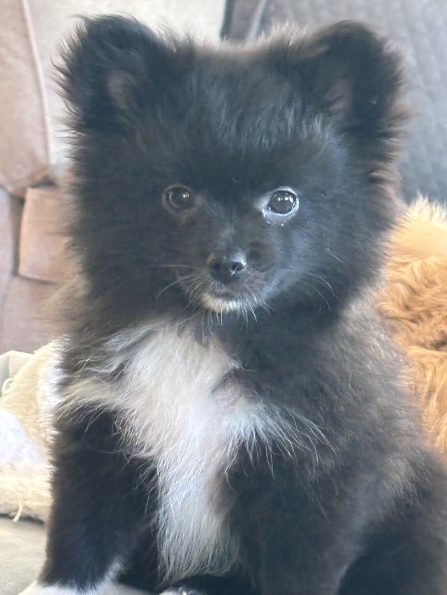 Poméranien chiot dans Chiens et chiots à adopter  à Longueuil/Rive Sud
