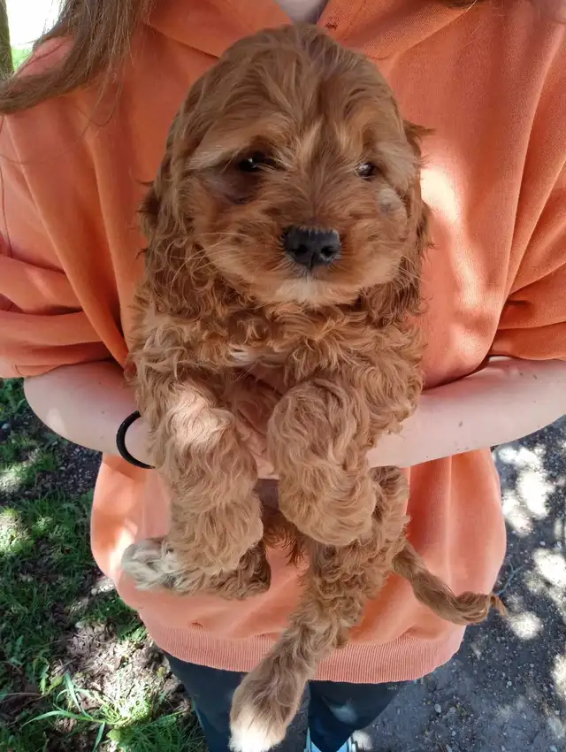 Cockapoo 3 puppies are looking for home in Dogs & Puppies for Rehoming in Oakville / Halton Region - Image 9
